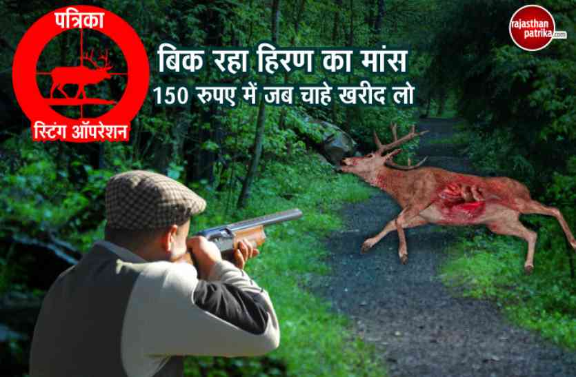 Sikar Patrika Sting Operation LIVE : राजस्थान में हिरणों पर सबसे बड़ा स्टिंग ऑपरेशन, शिकारियों से हुए कई चौंका देने वाले ये खुलासे