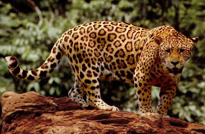 sehore news, sehore patrika news, panther news, attack news, attack panther, yuth लकड़ी काटने गए युवक के सामने जब आया तेंदुआ, जानिए फिर क्या हुआ...