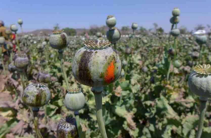Research on opium केन्द्र सरकार करने जा रही है अफीम की पैदावार को लेकर बड़ा बदलाव..कृषि वैज्ञानिकों को दिए नए टास्क