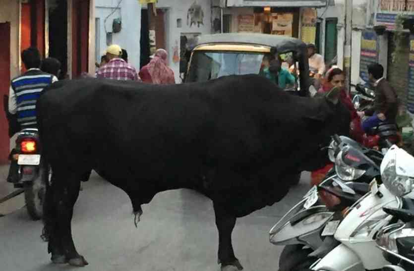 bull attack in udaipur अब तो हद ही हो गई...उदयपुर में यहां घर में ही जा घुसा सांड, मची चीख पुकार