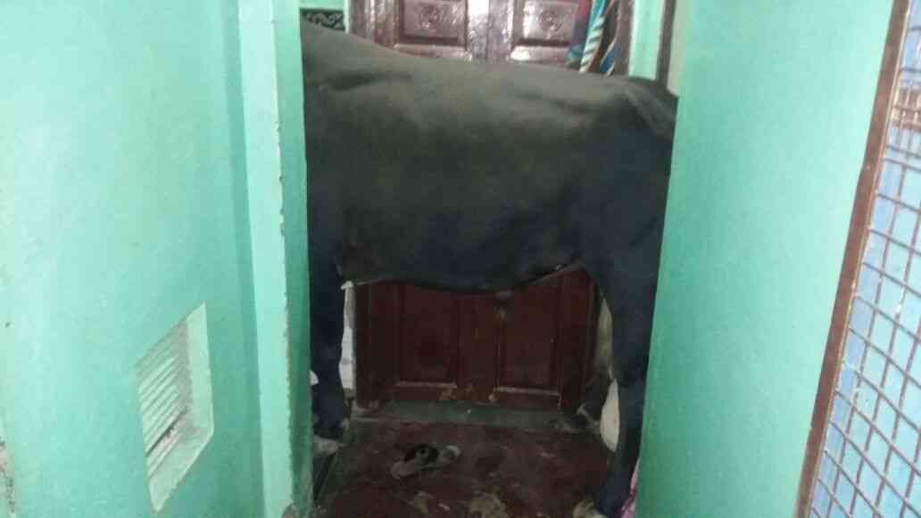 bull in house