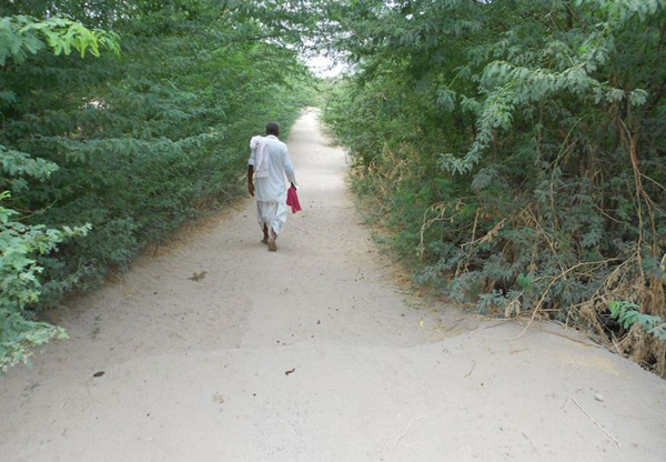 नेहड़ के गांवों में हादसों का सबब बन रहे झाडिय़ों से अटे मार्ग