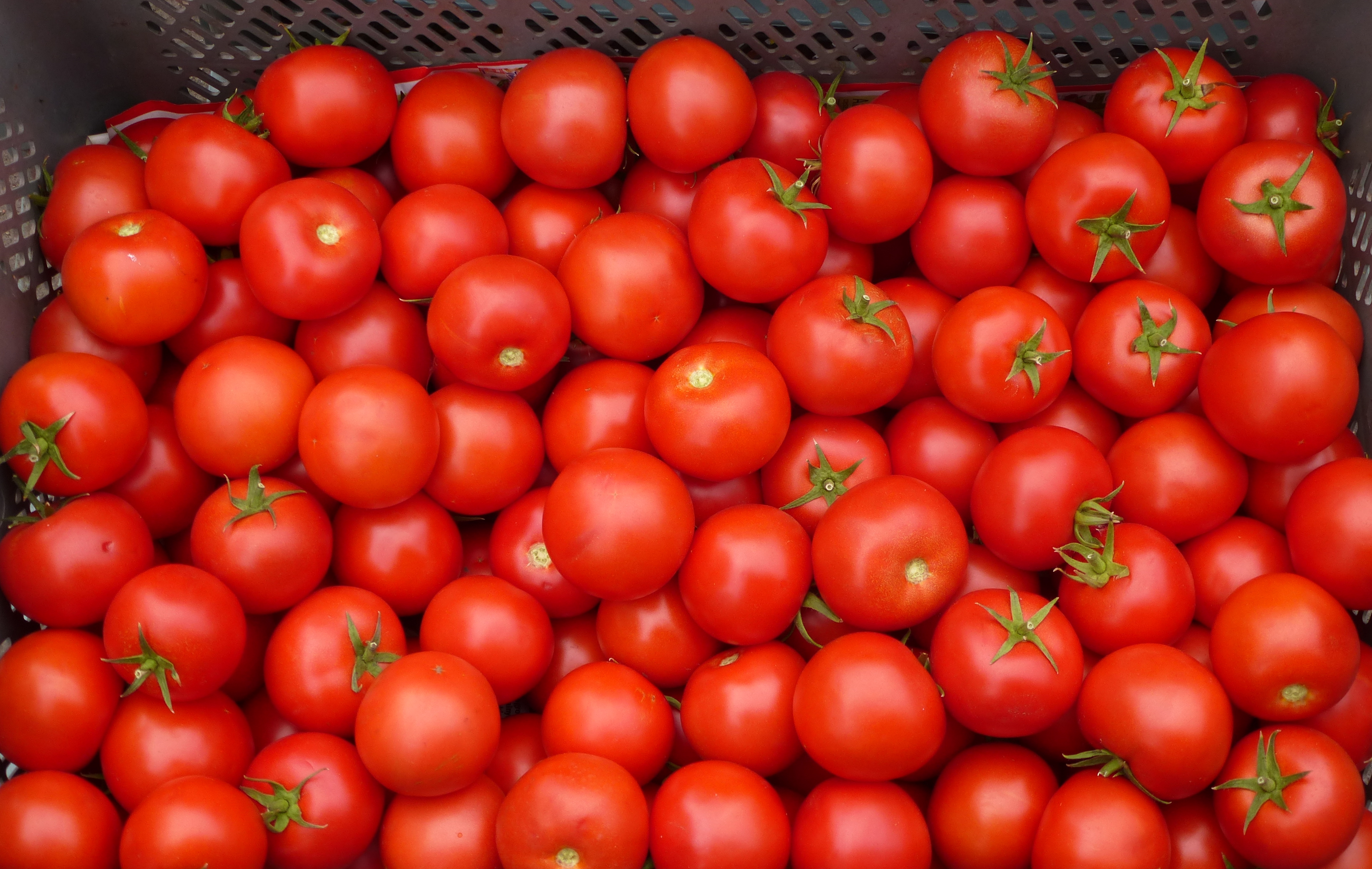 Tomato red. Солероссо томат описание. Томат Бакинский сорта. Томат Томато. Красный помидор.