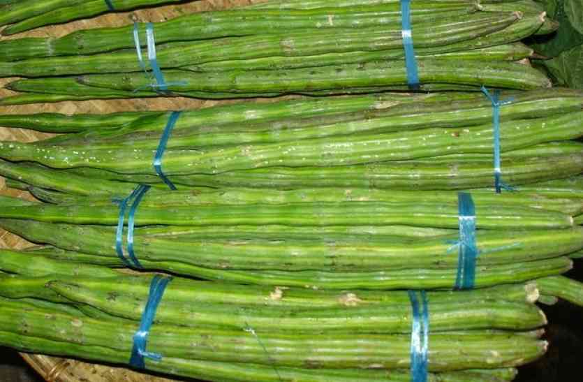 drumstick खाड़ी देशों की डिश में शामिल हुई सहजना फली, राजस्थान करने लगा सप्लाई