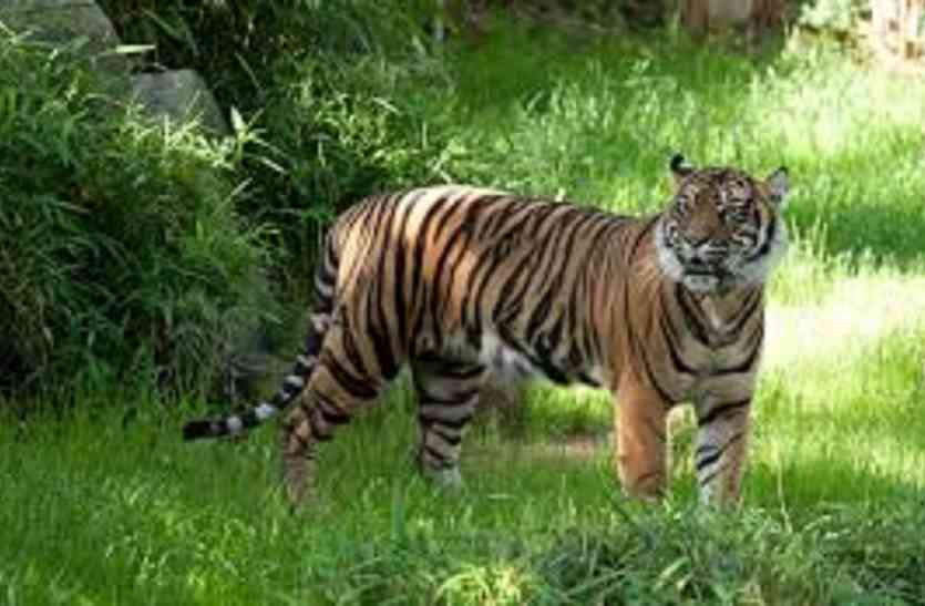 cow gave the tiger the beat जब गाय ने बाघ को दी मात....