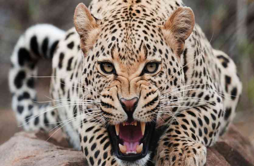 panther attack वन्यजीव के हमले में मौत होने पर अब मिलेगा चार लाख मुआवजा, राजस्थान सरकार ने बढ़़ा़ई राशि