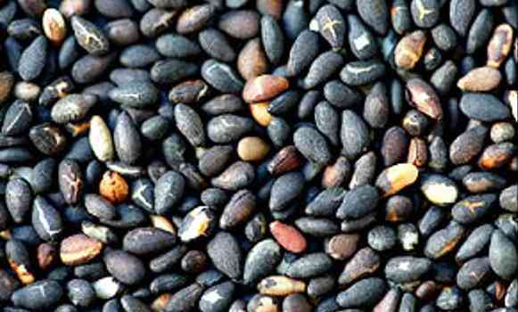 Black sesame seeds Black sesame seeds