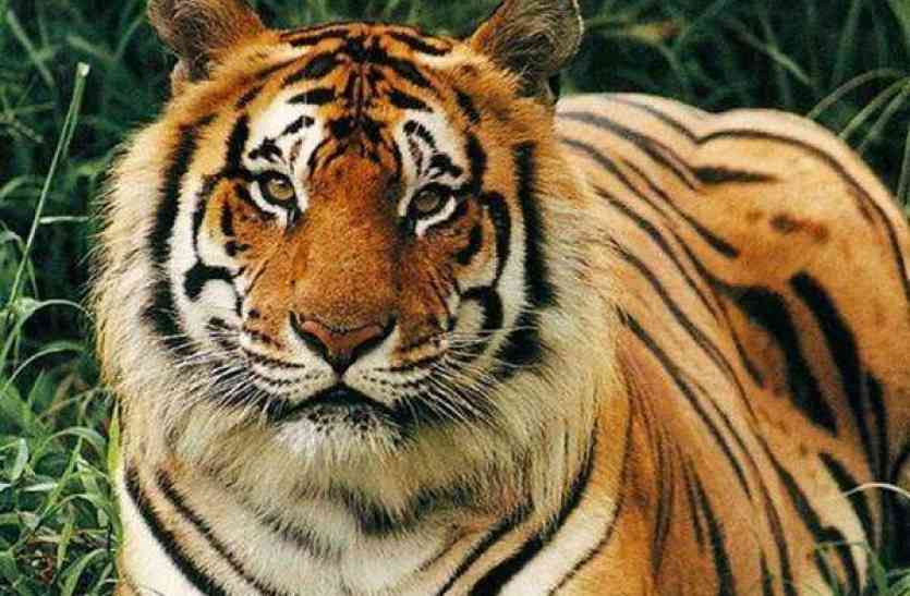Tiger on the National Park is being kept from the app,National Tiger Conservation Authority of India,Tiger Survey ,Kanha Tiger Reserve ,Kanha National Park ,Tiger Reserve in India,Tiger State of India,MP Tiger State,MPT,Madhya Pradesh Tourism ,Pench National Park,Mongali,Bandhavgarh National Park,Mukundpur White Tiger Safari,Tiger Ponchig,Anti Pochting,Forest Department of MP,Tourist ,Travel and Tourism,Tourist In India ,Bhedaghat ,Jabalpur Airport ,In this National Park, the tiger is being kept from 'App',part of the hunter and smuggler,biggest tiger reserve in india,Panna Tiger Reserve, इस नेशनल पार्क में बाघ पर app से रखी जा रही नजर, भाग खड़े हुए शिकारी और तस्कर