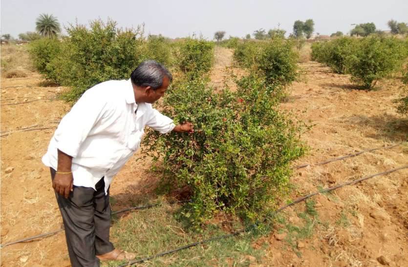 seoni कमिश्नर का फरमान हर पंचायत में लगेंगे ५० किलो नीम के बीज