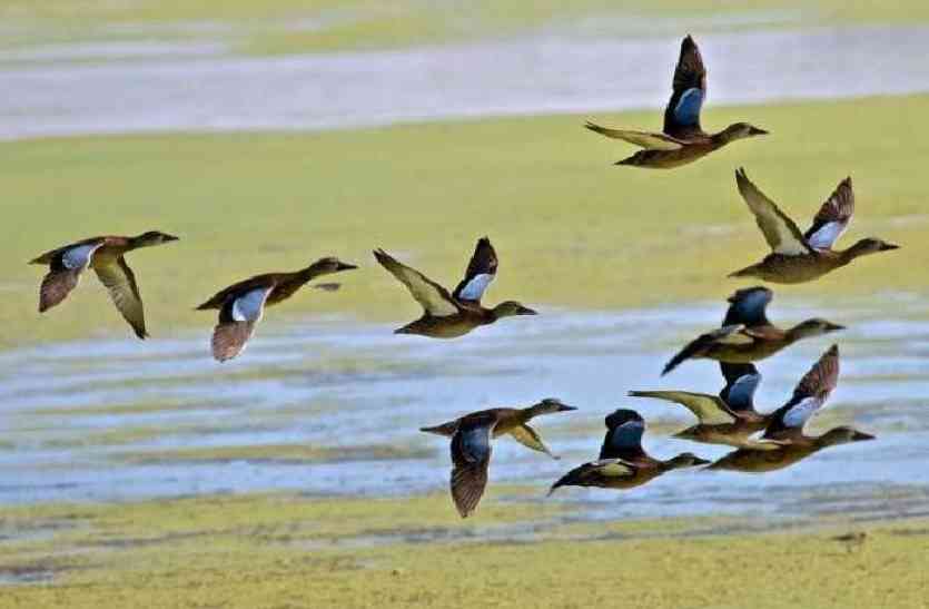 udaipur bird festival UDAIPUR BIRD FESTIVAL 2017: राजस्थान में पहली बार होने जा रही है बर्ड रेस, आप भी देखना चाहते हैं तो चले आइए उदयपुर