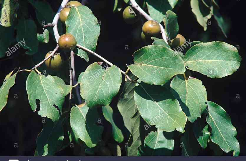 Forest department tendu leaves in udaipur वन विभाग की पहल...तेंदूपत्ता संग्रह से पहले विभाग ने श्रमिकों के बढ़ाए दाम