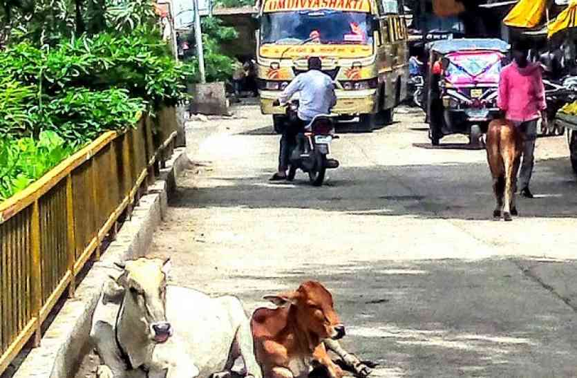 Trouble with Hobo Cattle सड़कों पर घूम रहे आवारा मवेशी, यातायात में पहुंचाते है बाधा