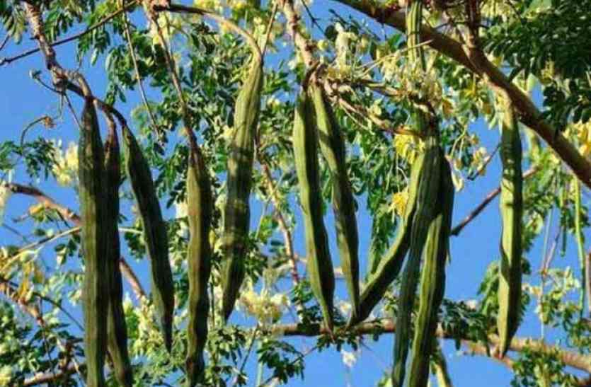 Removal of malnutrition makes this tree work tonic कुपोषण को दूर भगाने यह वृक्ष करता है टॉनिक का काम