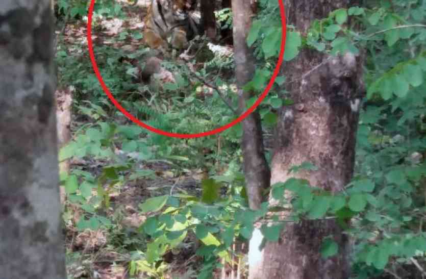bagh अंबेझरी में कायम है बाघ की दहशत