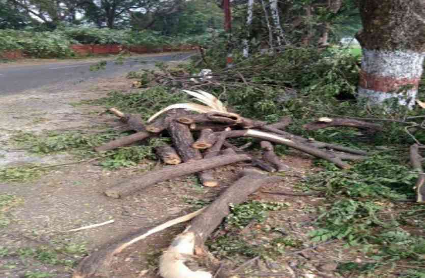 tree बिजली की लाइन डालने के लिए काटे जा रहे पेड़, रहवासियों ने किया विरोध