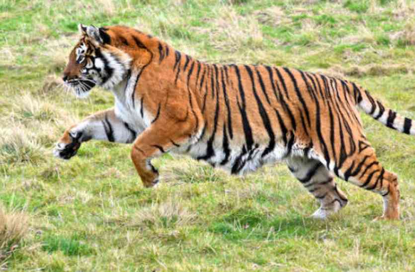 Voice of Tigers in the Markundi Railway Station जंगल से आई बाघ की दहाड़, इस तरह रेलवे ट्रैक छोड़कर भागे रेलकर्मी
