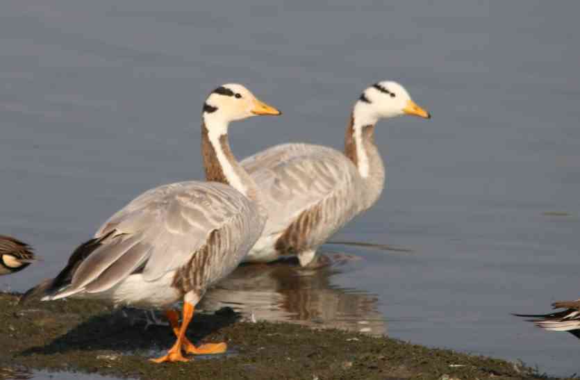 bar headed goose UDAIPUR BIRD FESTIVAL: हिमालय पार कर आता है ‘बार हेडेड गूज’