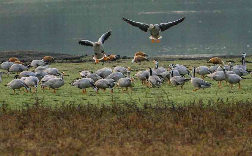 Migratory birds