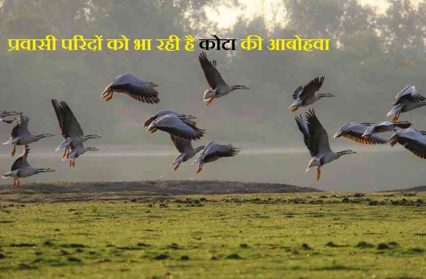 Migratory birds सबसे अधिक ऊंचाई पर उड़ने वाले विदेशी मेहमानों ने राजस्थान व मध्यपद्रेश के संगम पर बनाया डेरा
