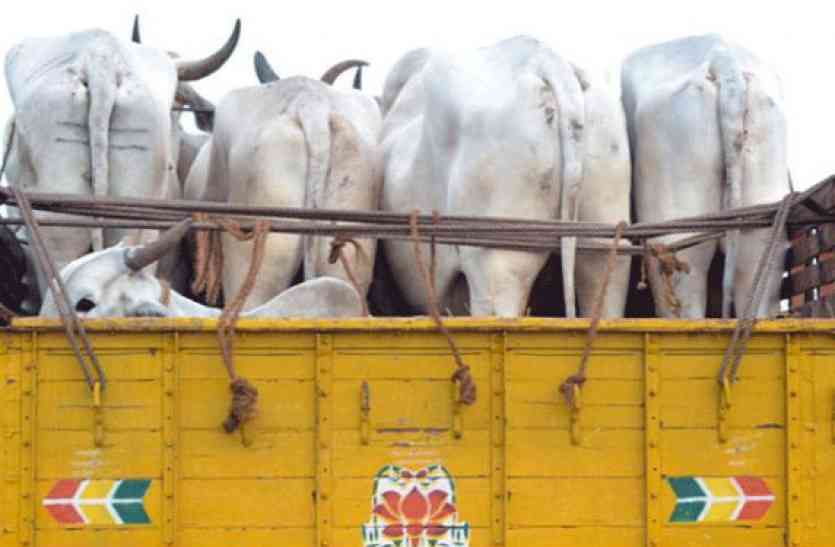 reason behind increasning cow smuggling तो यह कारण है कि अचानक गौतस्कर क्यों सक्रिय हो रहे है।