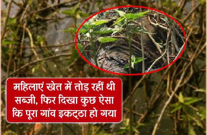 Mysterious thing found in the farm Mysterious महिलाएं खेत में तोड़ रहीं थीं सब्जी तभी मिला कुछ ऐसा कि पूरा गांव हो गया इकठ्ठा - देखें वीडियो