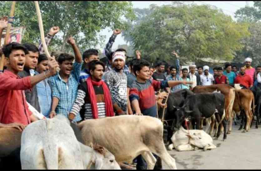 Cave Animal कई सौ गायों और बछड़ों को पकड़कर जाम कर दिया सड़क, उसके बाद पुलिस ने आकर ऐसा कर दिया