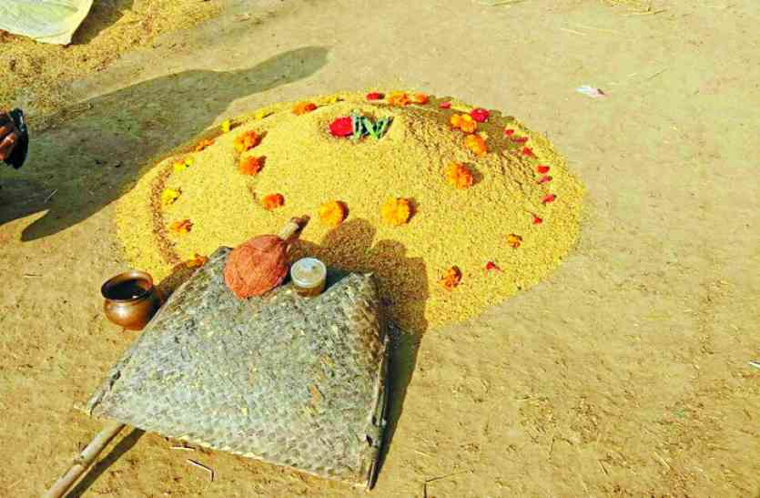 CG news परंपरा, जानिए धान की मिंजाई के बाद क्यों जरूरी है एेसा करना