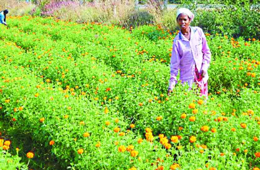 फूलों की खेती सोने सी चमक जैसे लहलहाते खेत, बदल रही महासमुंद की तस्वीर