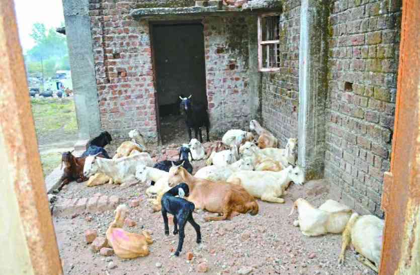 Housingboard:Goats live on the ground-first floor of duplex #Housingboard:डुप्लेक्स में जब कोई नहीं आया तो बकरियों ने जमाया डेरा, जानिए क्या है माजरा