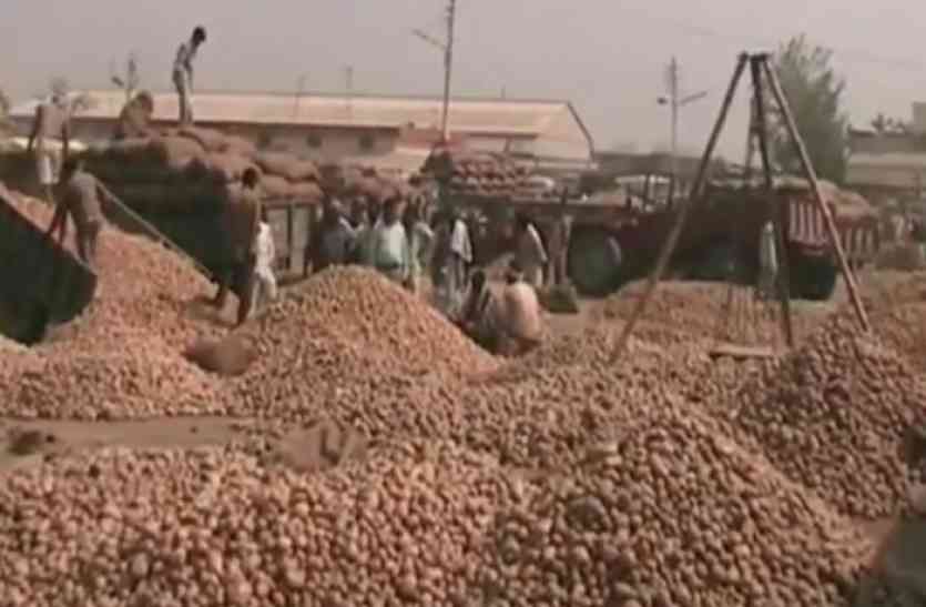Potato Farmer बड़ी खबर: 200 करोड़ रुपए का आलू सड़क पर, खा रहे जानवर