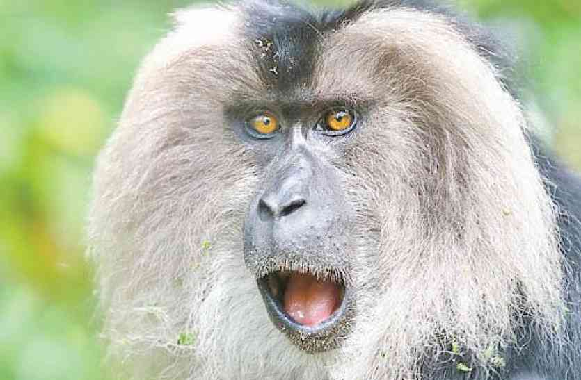 Baboon शेर के समान चेहरे वाले लंगूर संकट में