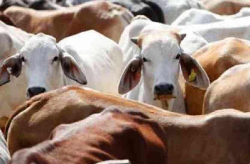 Cow smuggler गहमर में 13 पशुओं से लदी ट्रक पकड़ाया, पशु तस्कर गिरफ्तार