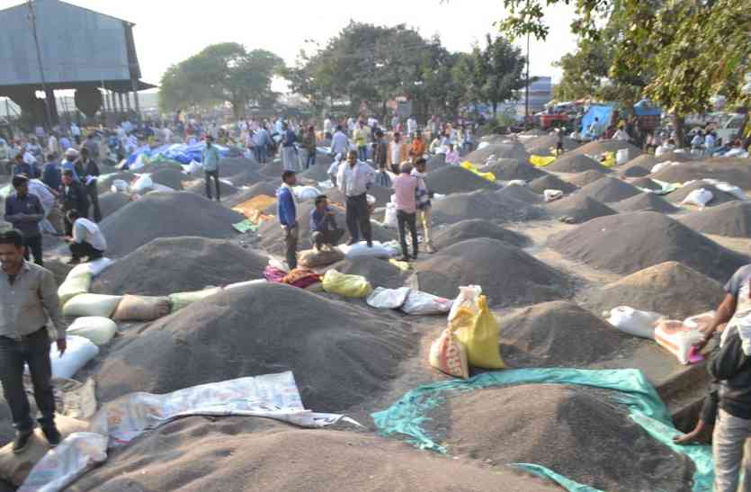 Irritable price scissors on urad farmers withdrawing उड़द पर मनमाने दामों की कैंची, वापस ले जा रहे किसान