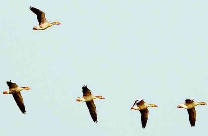 birds गांवों में दिख रहे नए विदेशी पक्षी, इन देशों से आ रहे हैं