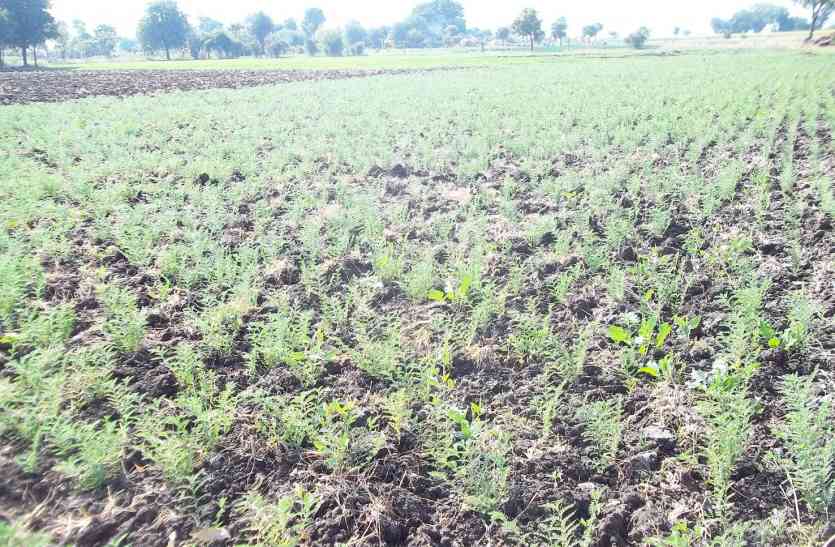 patrika औसत से कम बारिश के बाद भी लक्ष्य से अधिक बोवनी