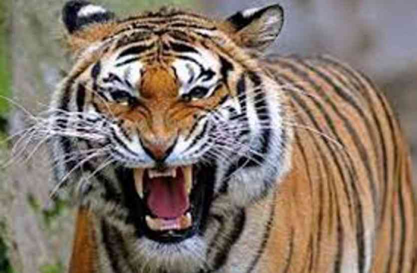 Tigers in Mukundra Hills Tiger Reserve, Mukundra Hills Tiger Reserve, Tigers Monitoring, Educated Youth, Forest Department Rajasthan, DGP and State Wildlife Board, Kota, Kota Patrika, Kota Patrika News, Rajasthan PatrikaRoads, Wildlife lovers, Enclosures, Sellers, National Green Tribunals, Wildlife departments, Wildlife conservators बढ़ता जा रहा मुकुन्दरा में बाघों का इंतजार, अब नए साल में ही सुनाई देगी बाघों की दहाड़