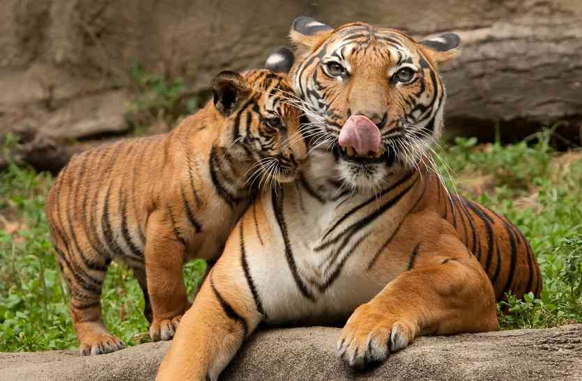 tigers कूनो अभयारण्य बना बाघ टेरेटरी, अब वंशवृद्धि के लिए बाघिन भेजेंगे