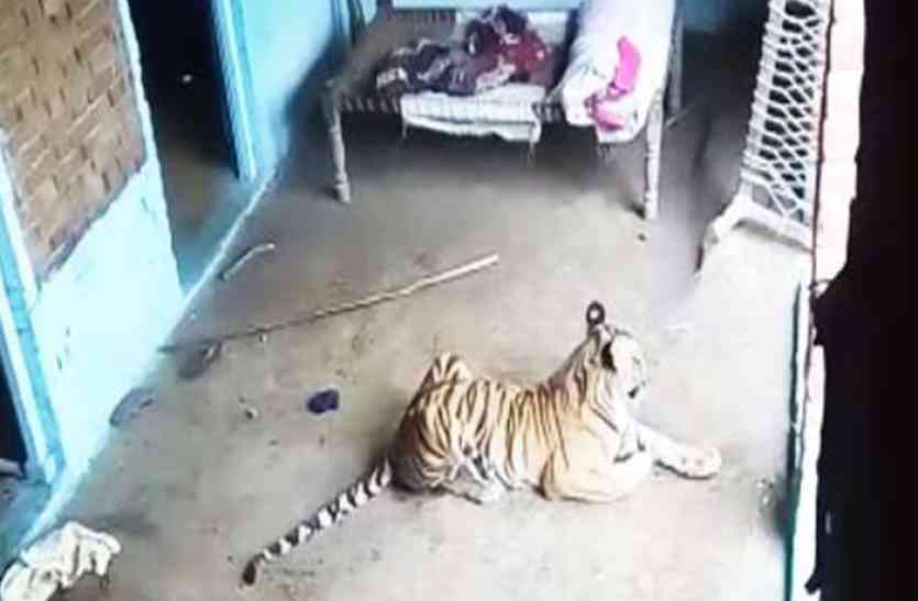 tiger वीडियो- जब घर में घुस गया तेंदुए तो हालत हो गई एेसी, तीन घंटे दहशत में रहा परिवार