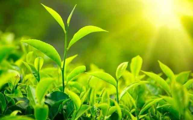 Plants Plants
