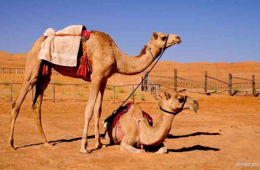 international camel festival ऊंट उत्सव में बिखरेंगे लोक संस्कृति के रंग, 13 जनवरी से होगी शुरुआत