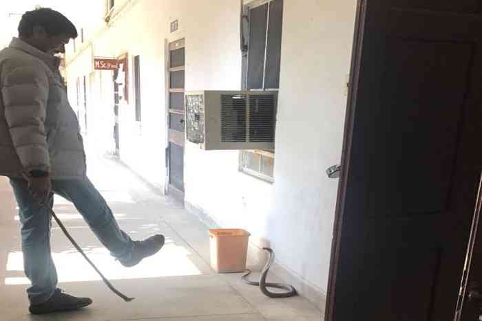 cobra in rajasthan university