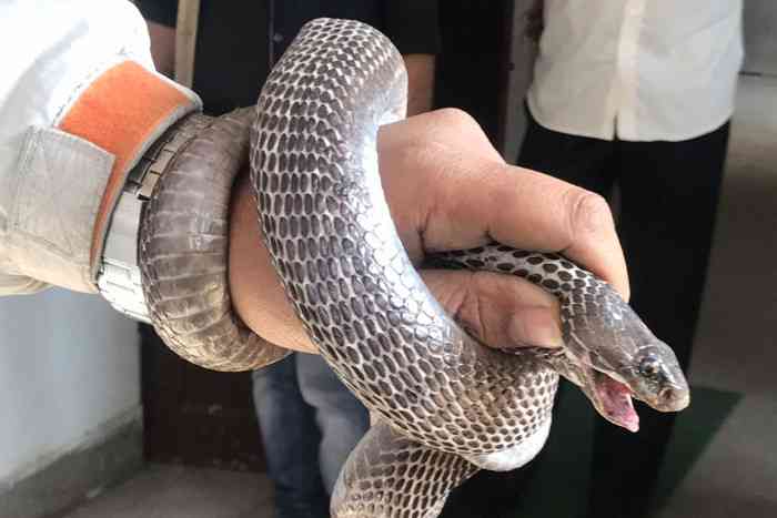 cobra in rajasthan university