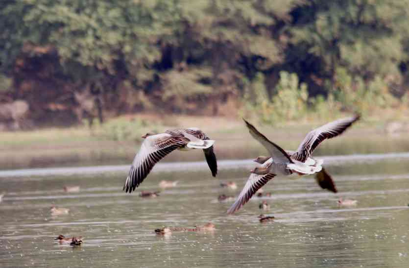 migratory birds Udaipur Bird Festival Special: सर्दी की दस्तक के साथ ही सबसे पहले भारत पहुंचते हैं शेलडक, 10 हजार किमी. का सफर तय कर आता है ग्रे लैग गूज