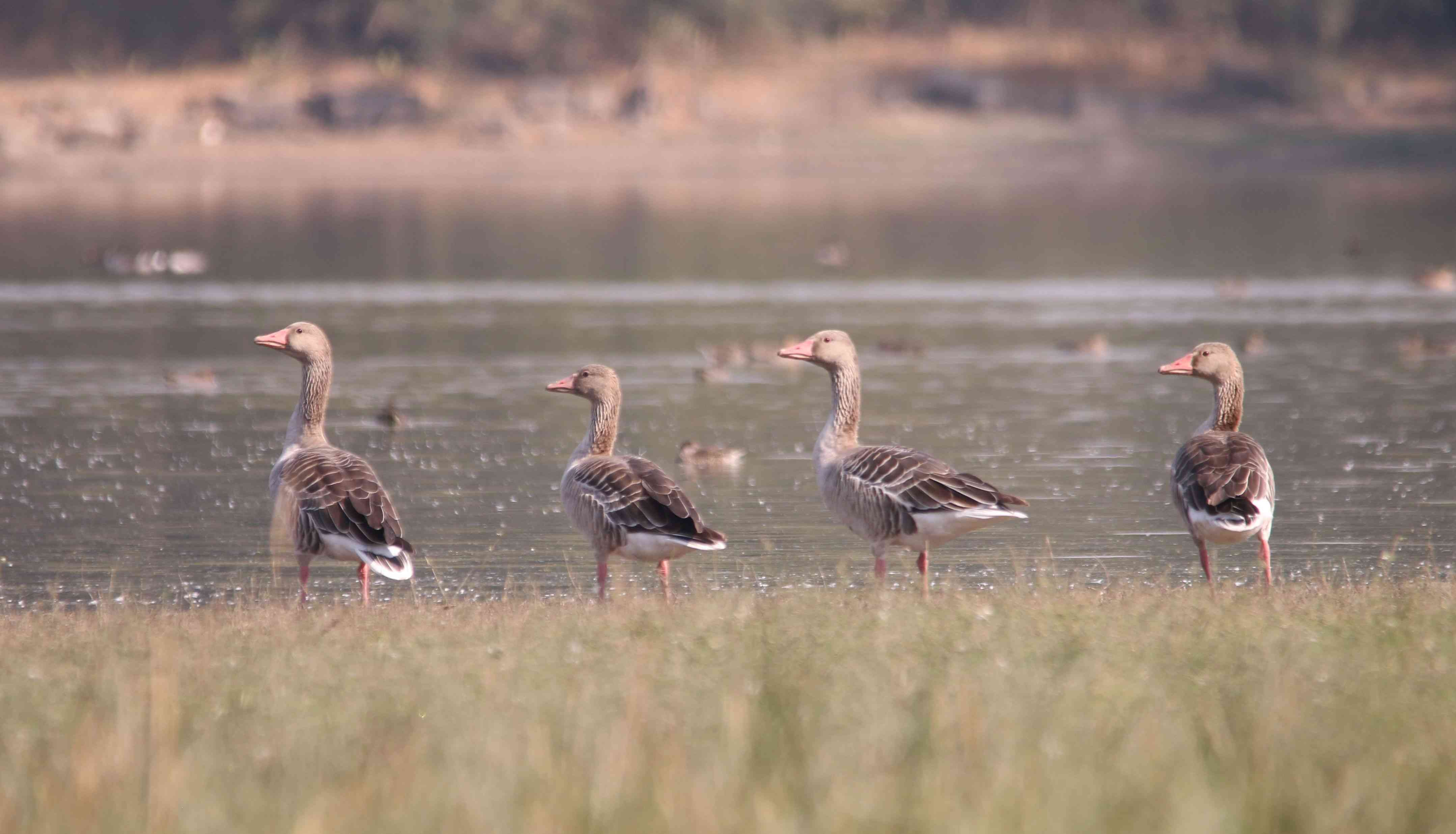 greyleg goose
