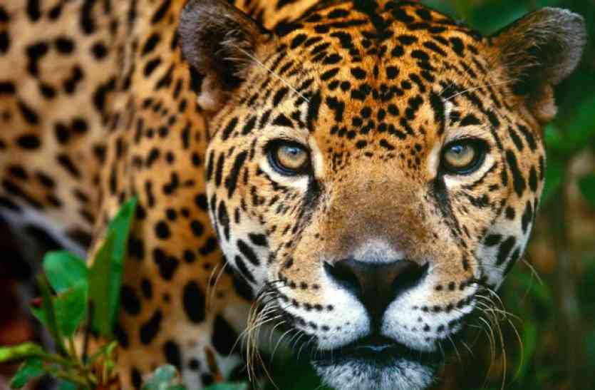 panther in udaipur पैंथर के लिए कुंभलगढ़, बस्सी व सीतामाता ही मुफीद, इन क्षेत्रों में पिछले वर्षों के मुकाबले बढ़े पैंथर