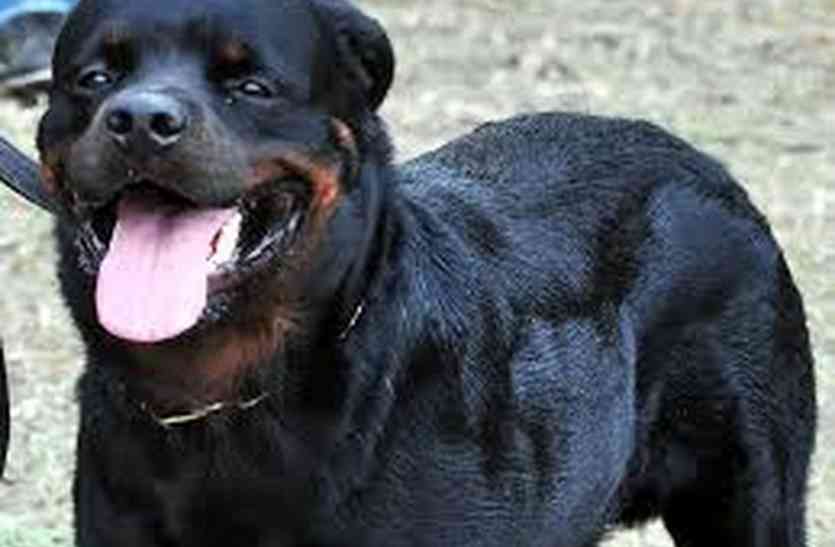 dog biting news khandwa अजब गजब: कुत्ते ने काटा, पुलिस ने मालिक पर दर्ज किया केस