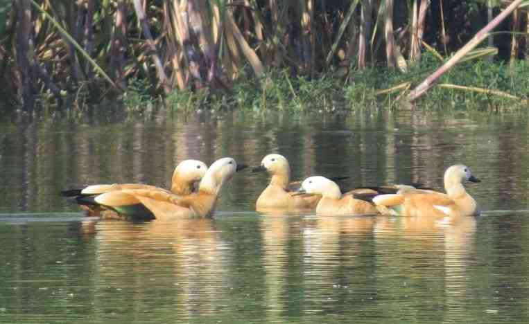shelduck