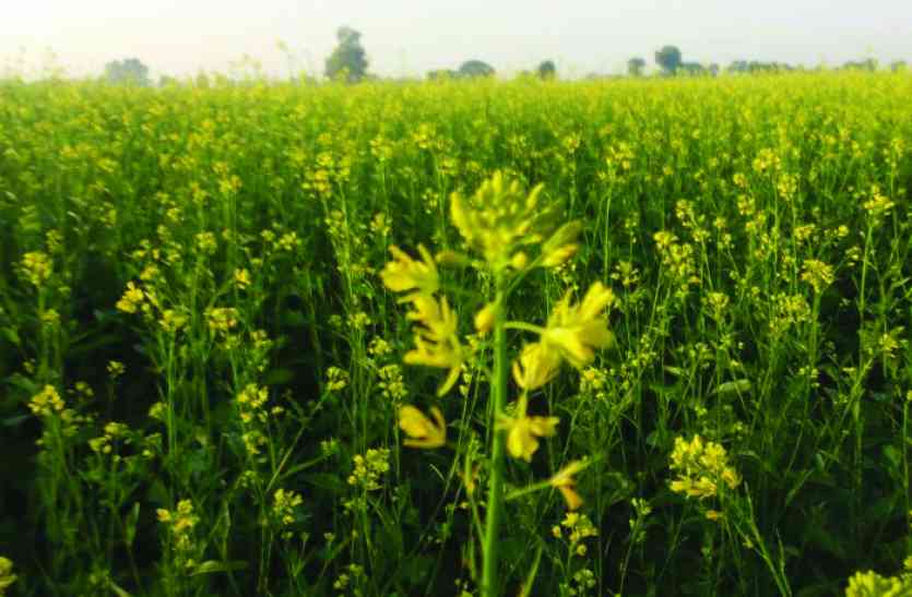 weather is nice for Mustard seeds Video: धरती ने ओढ़ी पीली चुनरिया