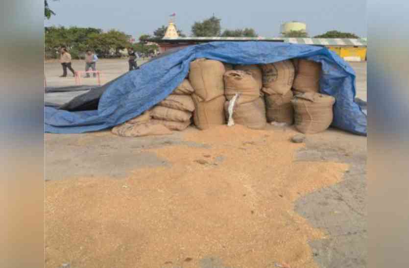 patrika कृषि मंडी में अनाज चोरी, दो घंटे तक बंद रखा घोष विक्रय