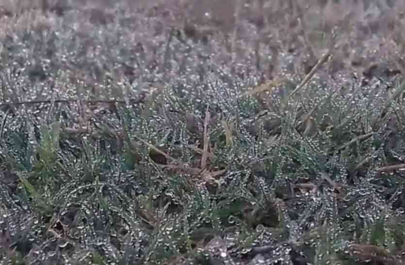 Sikar winter photo VIDEO ठिठुरा शेखावाटी : सीकर के खेतों में जमी बर्फ, न्यूनतम तापमान 0.5 डिग्री सेल्सियस